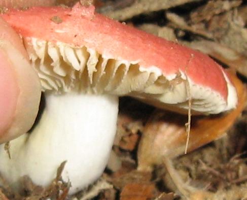 Escursione a Limestre e funghi da identificare